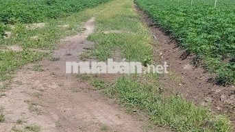 Cần bán gấp lô đất trồng cây đường ĐT 833 ở Tây Ninh ở Xã Tân Hội