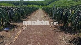 Cần ra đi gấp "Đất trồng cây công nghiệp" ở Xuân Lộc, Đồng Nai