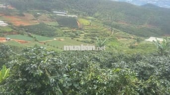 Đất nông nghiệp sổ riêng đường ô tô tận vườn, cà phê sắp thu 40tấn/năm
