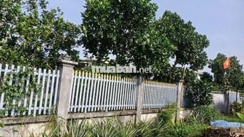 Bán gấp nhà vườn trồng nhiều loại cây ăn trái