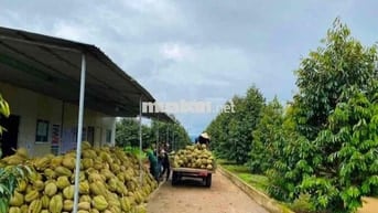 Cần sang lại vườn sầu 40 cây đang ra trái, có hệ thống béc phun