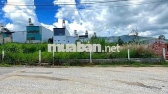Bán gấp 1ty2 đất thổ cư 116m2 mặt tiền Dương Đình Cúc, Bình Chánh. shr