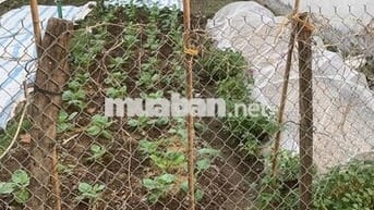 bán đất đẹp vĩnh thanh- ô tô ngủ trong đất - gần cầu thăng long