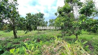 🌳 BÁN ĐẤT LỚN – XÃ XUÂN BẢO, HUYỆN CẨM MỸ, ĐỒNG NAI 🌳