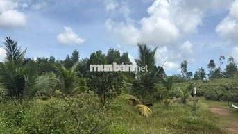 Cần tiền bán gấp  8.000m² đất vườn BÀ NÀ cách sân bay 26km