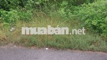 Đất Tân Định khu 1 ngay chợ Hoàng Gia nhựa 6m thông.5x50 thổ cư 63m.