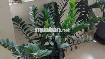 Cho thuê gian nhà cấp 4 52 m2, Giá 4,5 triệu/ tháng