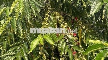 ĐẤT RẪY CÀ PHÊ - ĐIỀU 1,6ha xã Phú Sơn