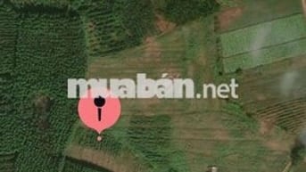 Đất cây lâu năm+ cây tràm 3 năm(gần trạm dừng)