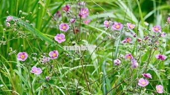 Cho thuê nhà  Sơn Kỳ - Phường Sơn Kỳ : 4.  11 M đúc 1 lầu : 2PN, 2 WC