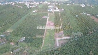 🌿 BÁN ĐẤT TÂN CHÂU – VỊ TRÍ ĐẸP, GẦN QL20, TIỆN ÍCH ĐẦY ĐỦ 🌿