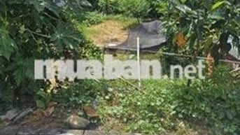 ✨️✨️ Bán 115m2 Đất Ngọc Trì, Kim Hoa –  Đầu tư cực đỉnh – Gần KCN