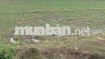 Diện tích: 31.681,1 Giá Bán: 53.857.870.000