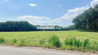 Đất vườn HCM có thổ cư (10*105m) đuờng nhựa lớn,trong khu dân cư 730tr