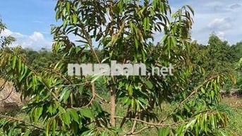 Bán vườn sầu riêng gần 4 năm tuổi
