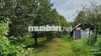 Nhà em bán vườn sầu riêng Chơn Thành giá rẻ 320 triệu