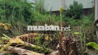 ĐẤT THỔ CƯ (17x17), LONG THỚI, NHÀ BÈ, CHỈ 3,5 Tỉ