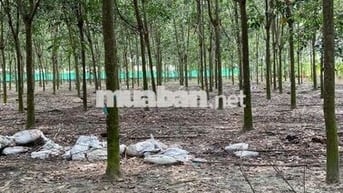 Thửa Đất Mặt Tiền Diện Tích Lớn, Sẵn Cao Su Thu Hoạch Lợi Nhuận Cao