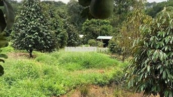 Nhà e bán vườn sầu riêng Chơn Thành giá rẻ 360 triệu