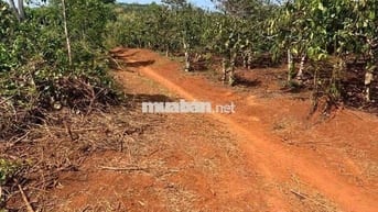 Cần bán rẫy cafe 3.5ha tại Linh Nham,xã Đakdjrang, Mang Yang,Gia Lai