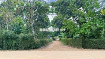 Đất Tara 267m2 đang có sầu riêng 7 năm giá còn tl