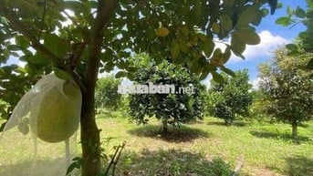 Đất Vườn - tx chơn thành - 1 xẹt QL 13