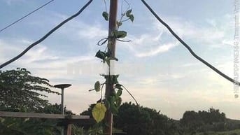 CHÍNH CHỦ CẦN BÁN KHU ĐẤT  Địa chỉ: Xã LÁNG DÀI, Huyện ĐẤT ĐỎ, Tỉnh BÀ