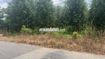 cần bán 3500m vuông ONT tại Long Tân, Dầu Tiếng, Bình Dương. Giá 9 tỷ