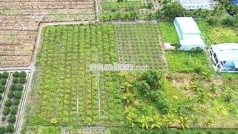 3100m(44x65m) chuyển full thổ cư. Nhựa vô 300m, về Bình Chánh 15km