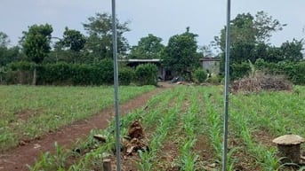 Công ty đấu giá hợp danh Sao Việt 