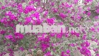 Chính chủ cần bán lô  200m2 xây nhà vườn, xây nhà trọ ,nghỉ dưỡng