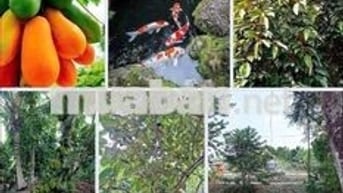 Bán 3 lô đất 46*128m MT đường Bình Nhâm 83, P. Bình Nhâm,T. Bình Dương