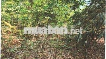 Bán ĐGTS đất tại TĐ số: 158, xã Thạnh Đức, tỉnh Tây Ninh