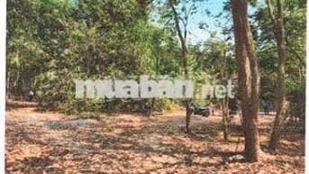 Bán ĐGTS đất tại TĐ số: 159, xã Thạnh Đức, tỉnh Tây Ninh