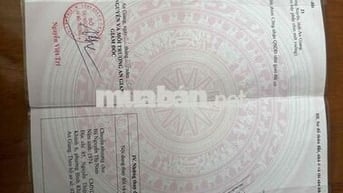 Mẹ mình đi định cư mỹ không ai trông koi nhà nên cần bán gấp