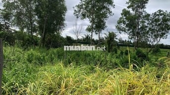 Đất vườn sổ đỏ 1.000m2, xã Tân Nhựt, H. Bình Chánh
