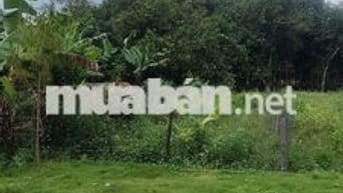 Đất nền 250m2, đường 1 xẹt cách đh507 300m, 450tr, An Long, TP.HCM
