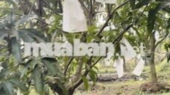 đất mặt tiền có vườn xoài sầu riêng