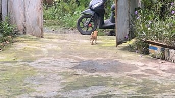 Bán nhà nát, có vườn cây, tiện làm xưởng hoặc phòng trọ