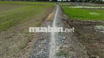 Chính chủ bán gấp 1340m2 đất lúa Tại xã Tân Lân