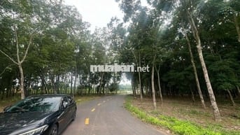 Cần bán 3.2 ha đất SKC tại Vĩnh Tân Tân Uyên Bình Dương