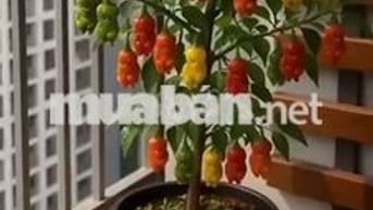 Cho thuê 1 phòng nhà mặt tiền đường Hồng Lạc