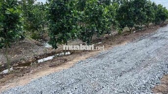đất vườn có sẵn thổ cư ở Bến Lức Long An