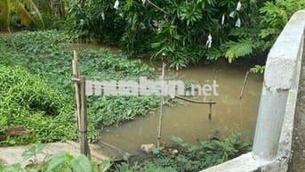 Bán Gấp 5 Công Vườn Xoài Gần QL30