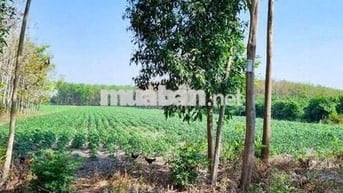 Chính chủ bán 1,2ha ~ gần 11350 mặt tiền DH1 Tây Ninh có 7 lô thổ cư