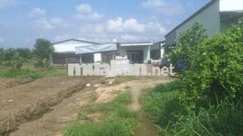 Cần Bán Đất Gần QL50 Long Bình Điền Tiền Giang