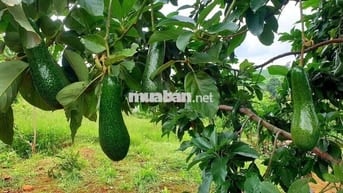 Chủ cần bán đất vườn view rừng thông gần cao tốc & sân bay Liên Khương