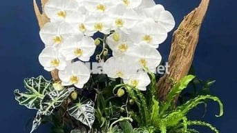 Cho thuê NHÀ Vườn LÀI : 5 x 17 M Đúc 1 trệt , 2 lầu : Hẻm 5 M
