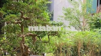 Bán đất ở Dữu Lâu (gần ủy ban phường cũ)