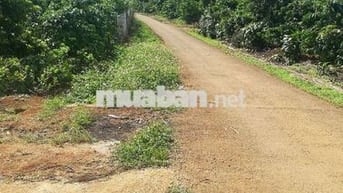 Bán đất nông nghiệp Lâm Đồng, 4,5 tỷ